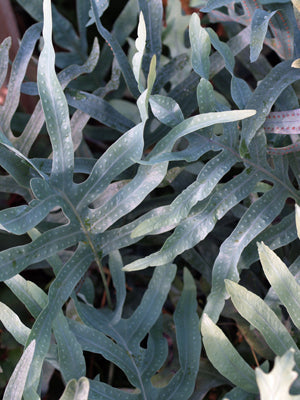 POLYPODIUM PSEUDOAUREUM