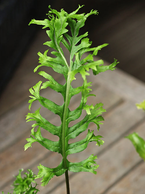 POLYPODIUM GLYCYRRHIZA 'LAWRENCE CROCKER'