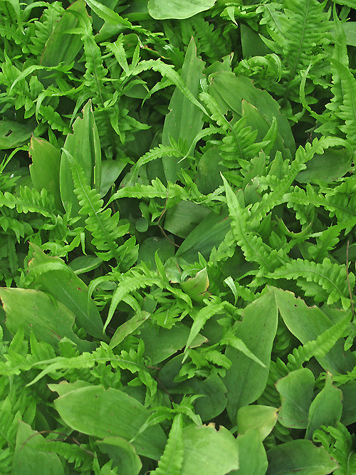 POLYPODIUM GLYCYRRHIZA 'LONGICAUDATUM'