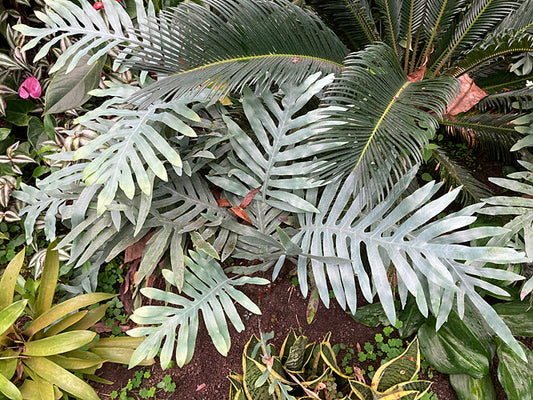 POLYPODIUM AUREUM 'DERRY'S MEDIUM'