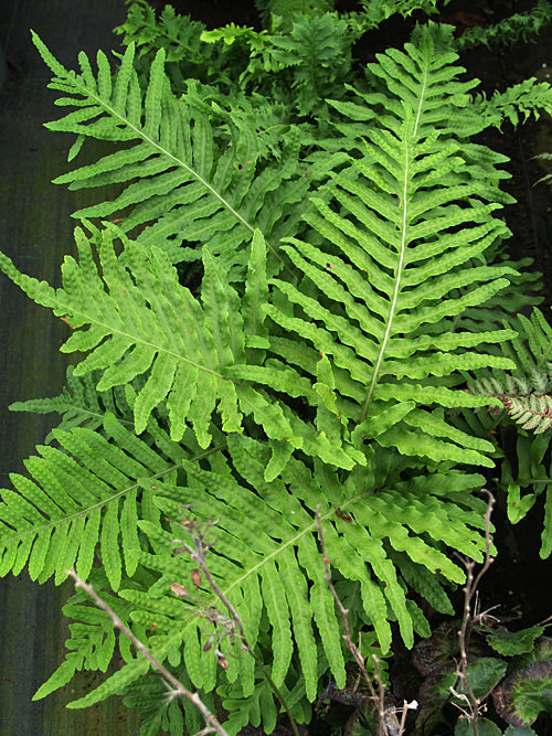 POLYPODIUM MACARONESICUM