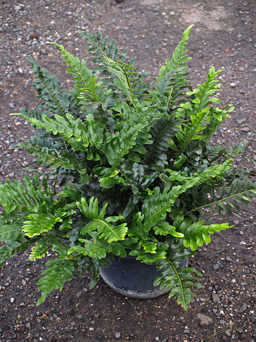 POLYPODIUM SCOULERI