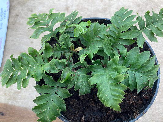 POLYPODIUM 'SHORTY'