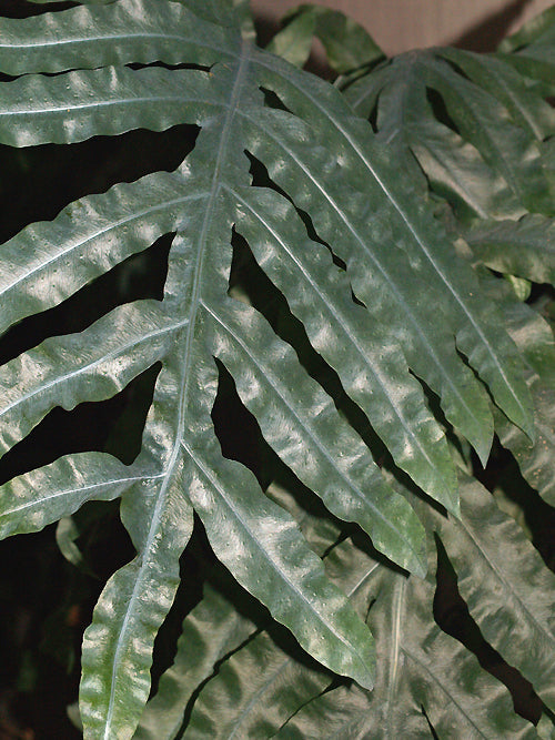 POLYPODIUM AUREUM TALL