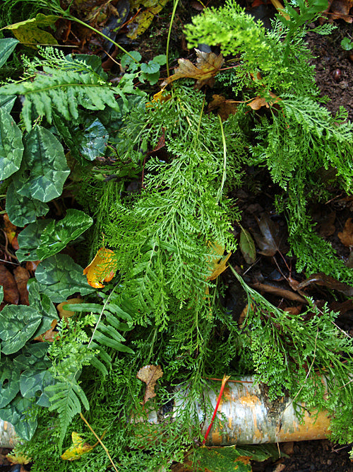 POLYPODIUM VULGARE 'TRICHOMANOIDES BACKHOUSE'