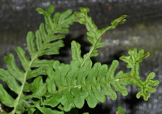 POLYPODIUM VULGARE 'BIFIDOMULTICEPS'