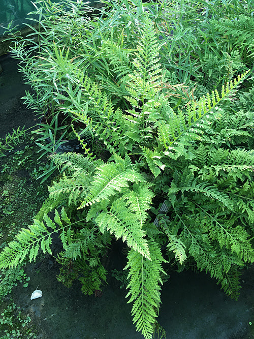 POLYPODIUM x MANTONIAE 'CORNUBIENSE'