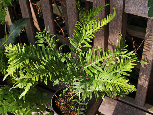 POLYPODIUM INTERJECTUM 'RAMOSUM HILLMAN'