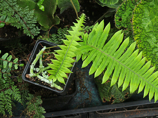 POLYPODIODES FORMOSANA