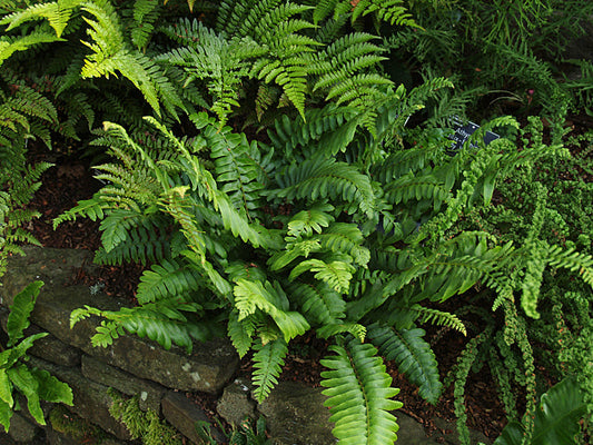 POLYSTICHUM ACROSTICHOIDES
