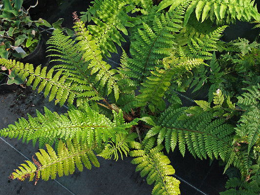 POLYSTICHUM MAKINOI