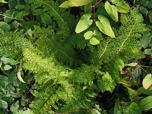 POLYSTICHUM SETIFERUM 'MRS.GOFFEY'