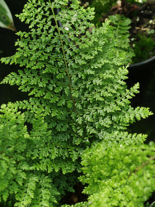 POLYSTICHUM SETIFERUM 'HAMLET'