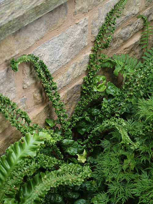 POLYSTICHUM SETIFERUM 'RAY SMITH'