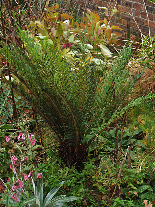 POLYSTICHUM VESTITUM