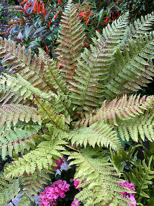 POLYSTICHUM BRAUNII