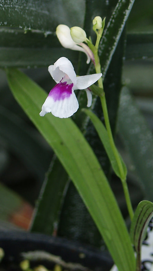 PONERORCHIS GRAMINIFOLIA purple on white form