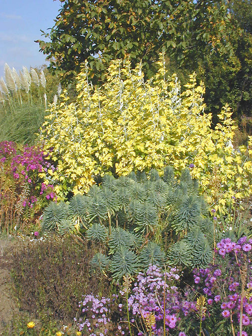 POPULUS ALBA 'RICHARDII'