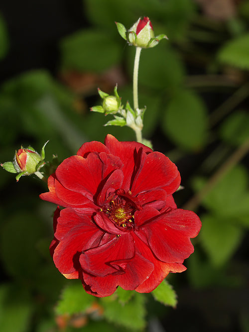 POTENTILLA 'EMILIE'