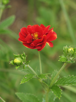 POTENTILLA 'GLOIRE DE NANCY'
