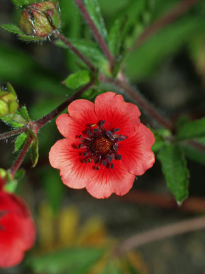 POTENTILLA 'MELTON FIRE'