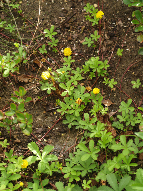 POTENTILLA REPTANS 'PLENIFLORA'