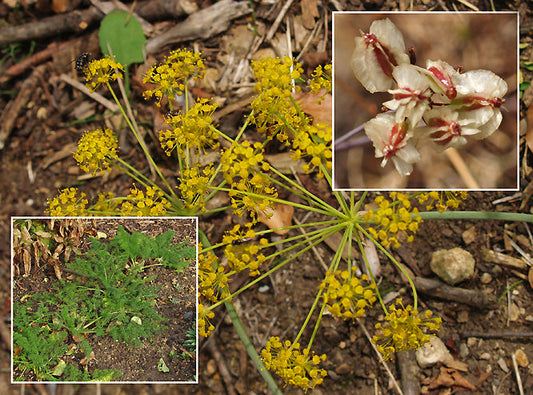 PRANGOS FERULACEA