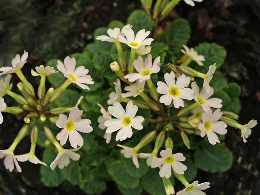 PRIMULA 'ELIZABETH BROWNING'