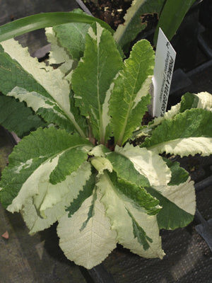 PRIMULA VULGARIS 'A46'