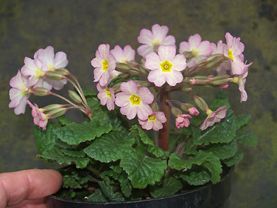 PRIMULA 'ANNEMIJNE'