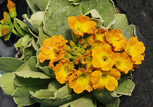 PRIMULA AURICULA 'TREGOR ORANGE'