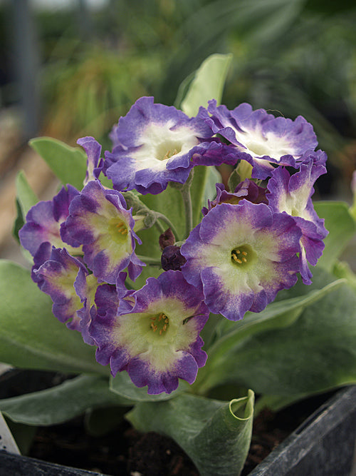 PRIMULA AURICULA 'OLD IRISH BLUE'