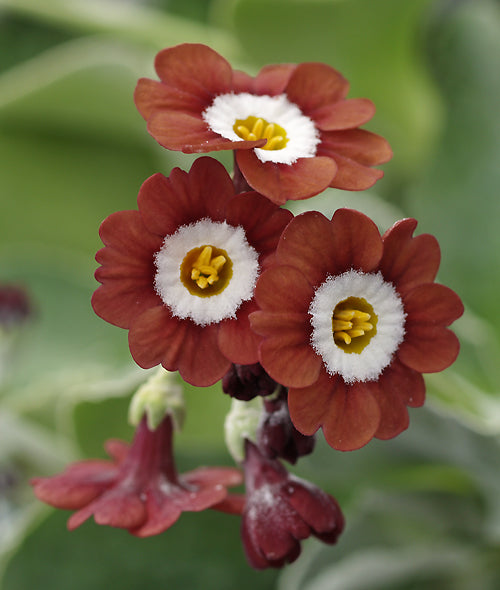 PRIMULA AURICULA 'BROWN BESS'