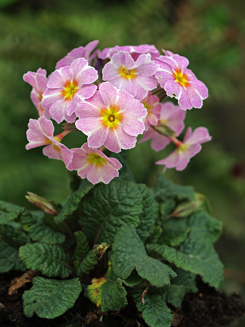 PRIMULA VULGARIS 'AVONDALE'