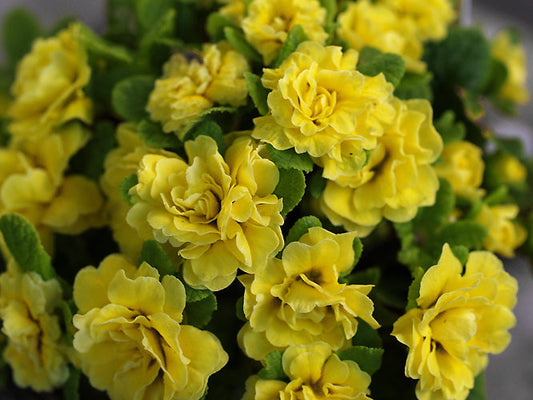 PRIMULA 'BELARINA BUTTER YELLOW'
