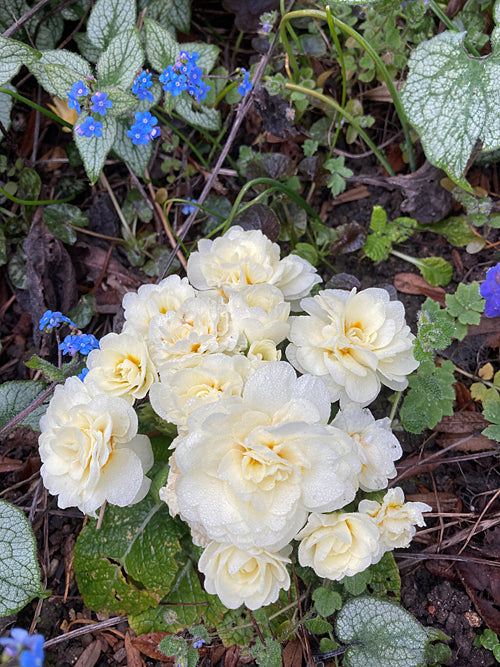 PRIMULA 'BELARINA CREAM'