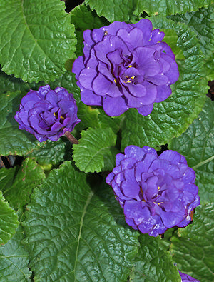 PRIMULA 'BELARINA COBALT BLUE'