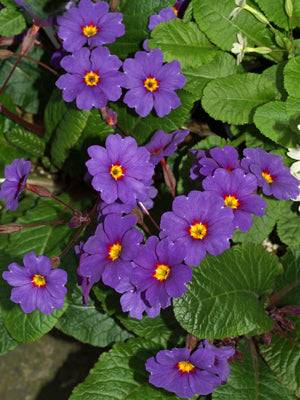 PRIMULA 'INGRAM'S BLUE'