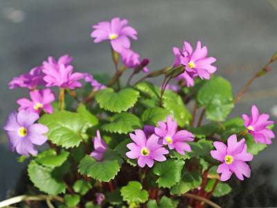 PRIMULA 'BARBARA MIDWINTER'
