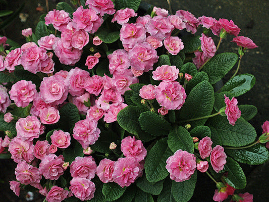 PRIMULA 'BELARINA not PINK ICE'