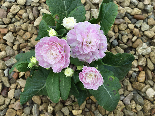 PRIMULA 'BELARINA PINK ICE'