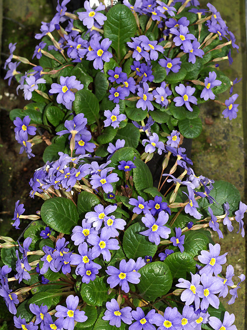 PRIMULA 'HALL BARN BLUE'