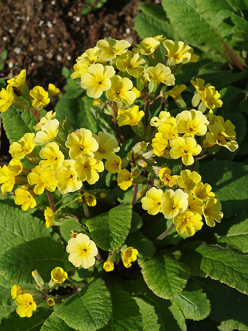 PRIMULA 'BLAKE'S WINTER CHEER'