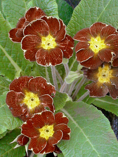 PRIMULA 'BROWN'