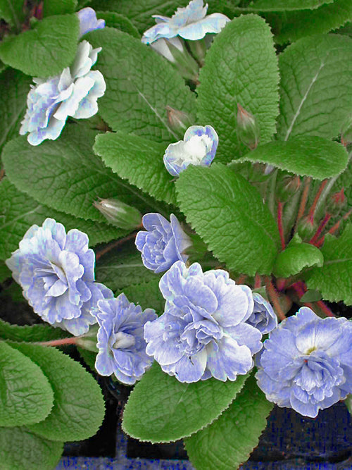 PRIMULA 'BRONWYN'
