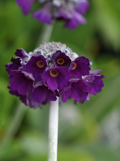 PRIMULA CAPITATA 'NOVERNA' DEEP BLUE