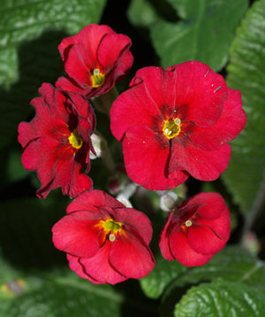 PRIMULA COWICHAN VENETIAN