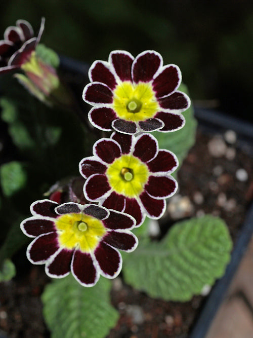 PRIMULA 'SILVER LACED'