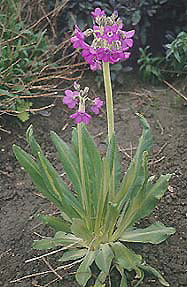 PRIMULA CHIONANTHA