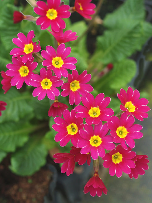 PRIMULA 'CISCA'